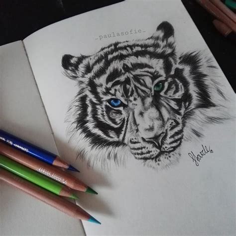 Image result for Drawing a Tiger