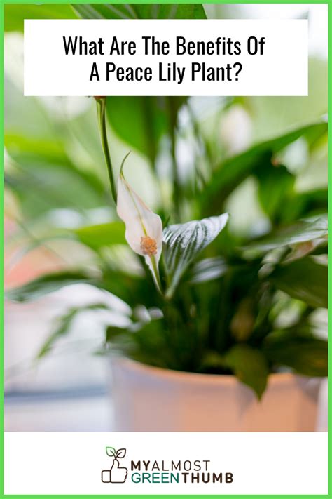 Peace Lily: Benefits, Types & Care Guide - My Almost Green Thumb