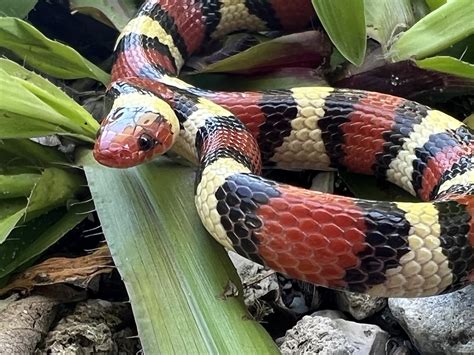 Scarlet Kingsnake Makes Surprise Appearance | Sanibel-Captiva ...