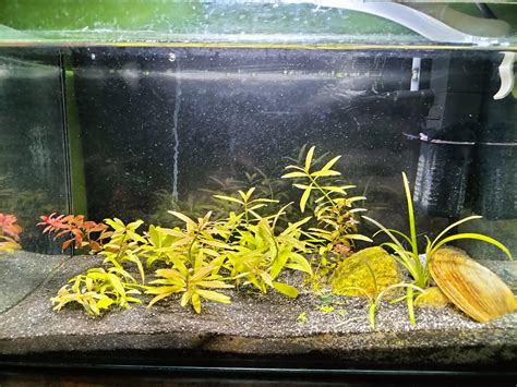 Anything I can feed other than fish/shrimp food to my neocaridinas? All of a sudden they stopped ...