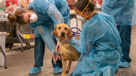 Animal Humane Society rescues 22 dogs from rural breeder | kare11.com