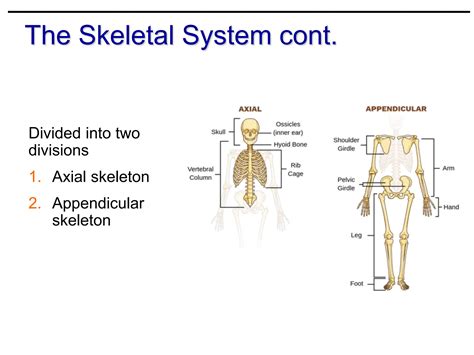 THE SKELETAL SYSTEM - The functions of bone Classification and structures of bones Axial ...
