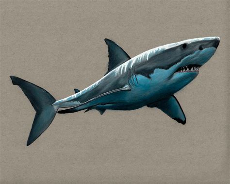 Drawing A Great White Shark - Drawing Tips Guide