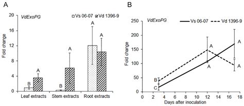 Role of Exopolygalacturonase-Related Genes in Potato-Verticillium ...