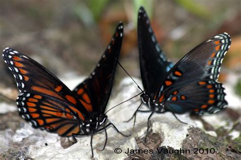 Limenitis archippus X arthemis hybrid | Butterflies and Moths of North America