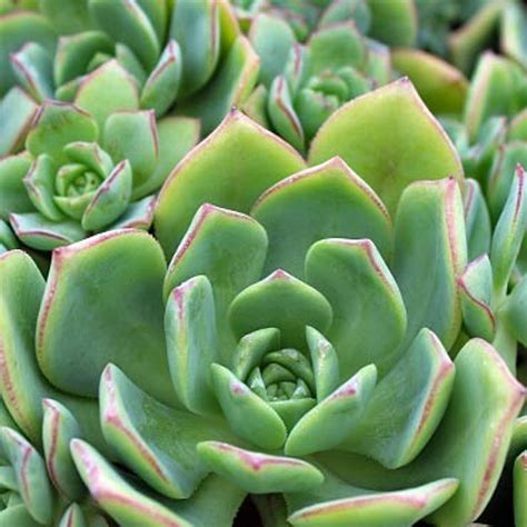 Aeonium haworthii 'Pinwheel Aeonium' [fragile] - Mountain Crest Gardens