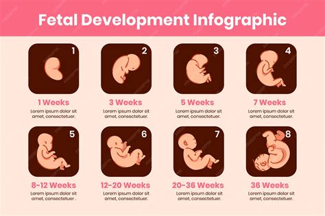 Fetal Development By Week