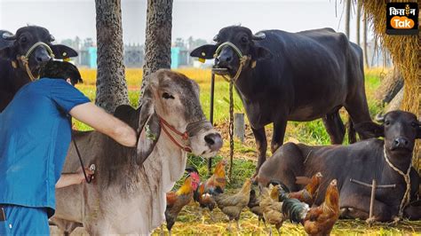 World Veterinary Day: यहां खुले हैं स्किल्ड लेबर से लेकर वेटनेरियन तक ...