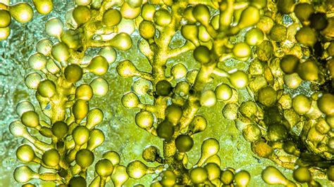 Image result for microalgae