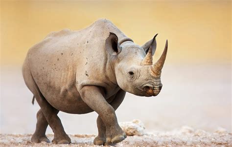 Image result for Rhino Shield Skin Tutorial