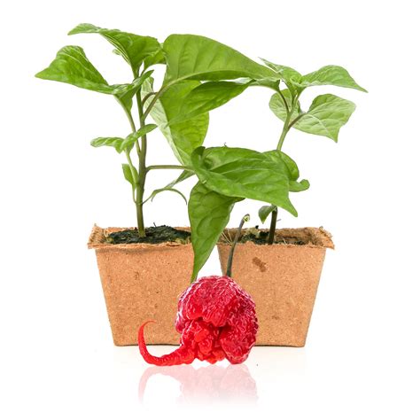 Carolina Reaper Plant Size Carolina Reaper Pepper Plants – The Farm