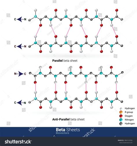 6 imágenes de Beta pleated sheet - Imágenes, fotos y vectores de stock ...