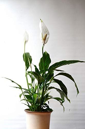 EdensFields - Peace Lily Live Plant with Plastic Pot for Home ...