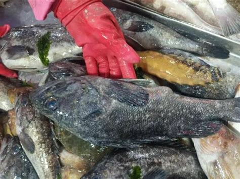 中国最贵的海鱼十大排名（10大名贵海鱼价格表） - 哔哩哔哩
