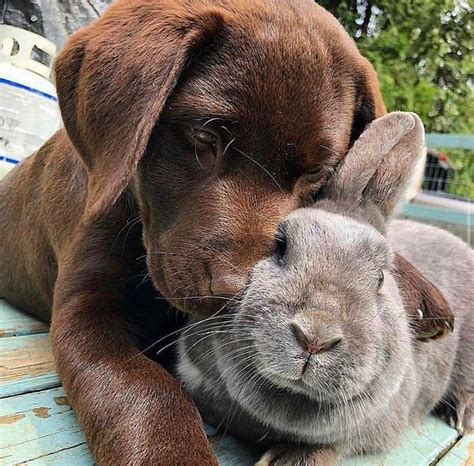 Image result for Labrador Retriever All Colors