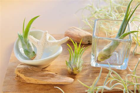 How to Properly Water Air Plants 的图像结果