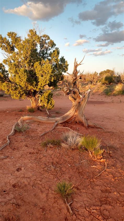How Far From Ely Nv To Goulding’s Campground Utah