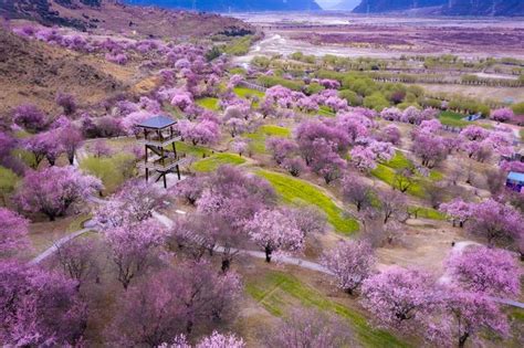 又到了每年桃花开的季节，盘点2024国内赏桃花的好地方 - 必经地旅游网