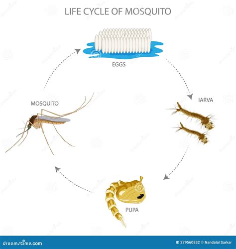 Mosquito Life Cycle, Egg, Larva, Pupa, Adult - with Water and Blood Meals Vital for Development ...
