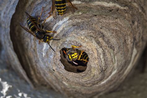Is removing a wasp nest necessary? - PEST UK