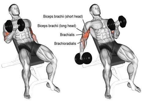 Programme Biceps 的图像结果