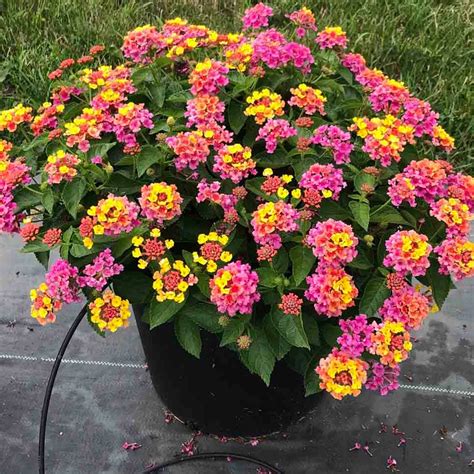 LANTANA – Vivero El Encanto
