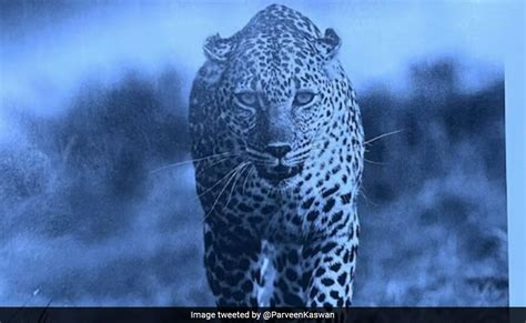 तेंदुआ या चीता, स्पाइसजेट एयरलाइन्स की मैगजीन ने कर दी बड़ी भूल, सोशल ...