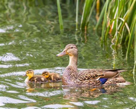 Mallard Duck and Ducklings · Free Stock Photo