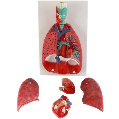 Buy BZZBZZ Respiratory System Model, Human Larynx Cardiopulmonary ...
