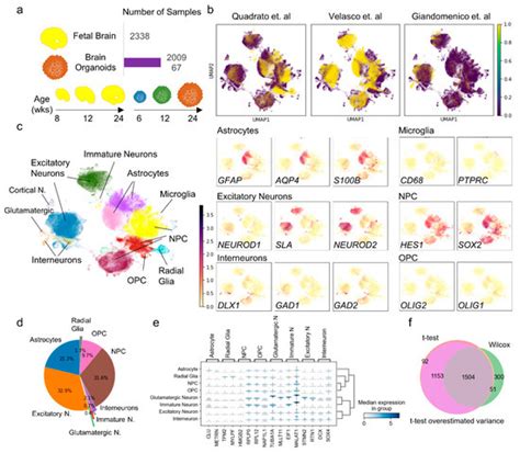 Transcriptomic Mapping of Neural Diversity, Differentiation and ...