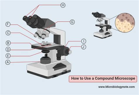 Image result for Simple Microscope and Compound