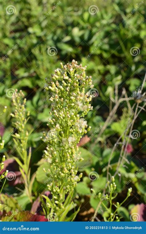 Canadian Horseweed Conyza Canadensis Stock Image - Image of beautiful, botany: 203231813