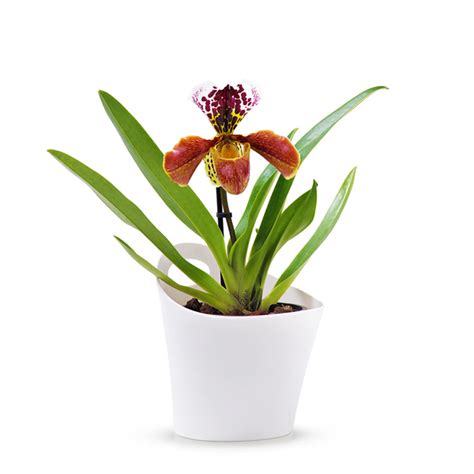 Paphiopedilum Orchids – Orchid-Tree