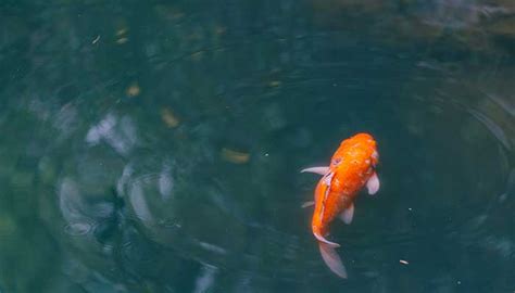 梦见红色的鱼在水里游什么意思 梦见红色的鱼在水里游预示什么 - 万年历