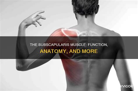 Image result for Subscapularis Muscle Function