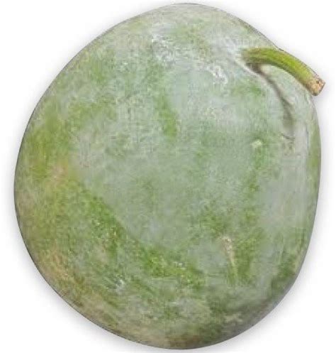 Aywal Ash Gourd (Mithai Petha) Vegetable Seed Price in India - Buy ...