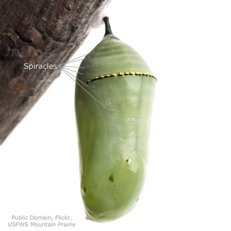 Butterfly Chrysalis