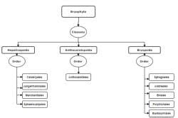 Structure and Reproduction Bryophytes - Botany Optional for UPSC PDF ...