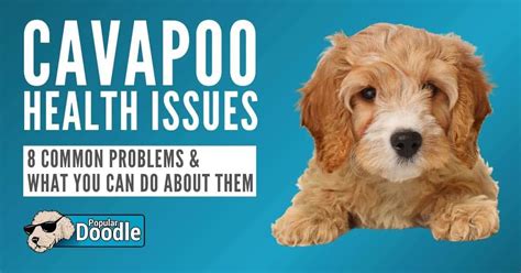 Image result for Cockapoo Problems