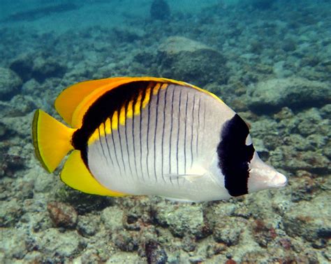 Image result for butterfly fish