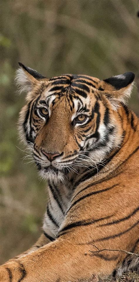 Image result for Animal Explode