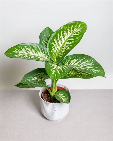 Dieffenbachia tropic snow grande – Simegarden