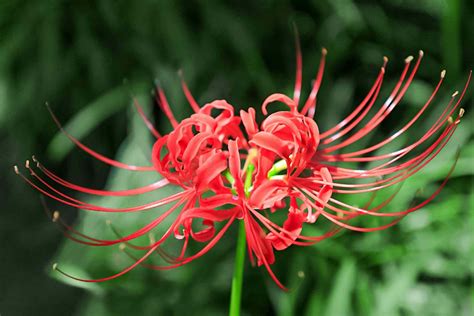 How to Grow and Care for the Spider Lily (Lycoris)