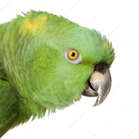 Amazona de nuca amarilla - Amazona auropalliata 2024