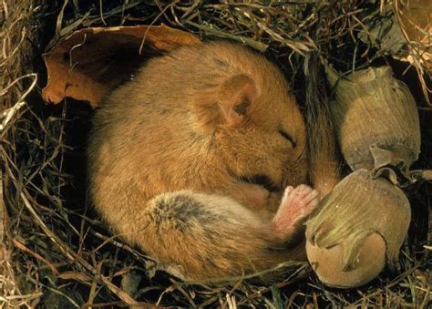 世界上冬眠时间最长的动物 睡鼠(时时刻刻都在睡觉)_探秘志