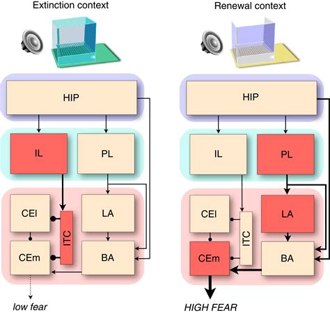 Seeking a Spotless Mind: Extinction, Deconsolidation, and Erasure of Fear Memory: Neuron