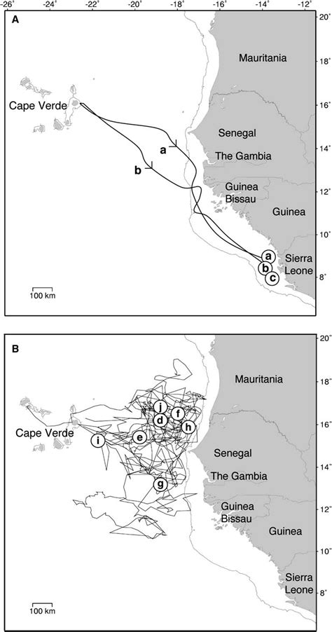 Loggerhead Turtle Migration Patterns 的图像结果