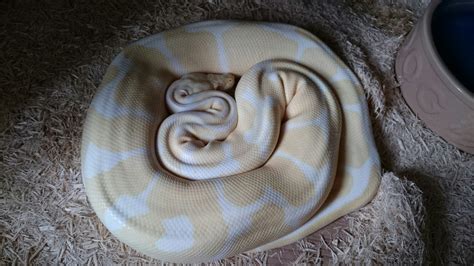 Image result for Royal Python Adult