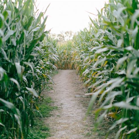 Beachmont Corn Maze – Miberry Farm Directory