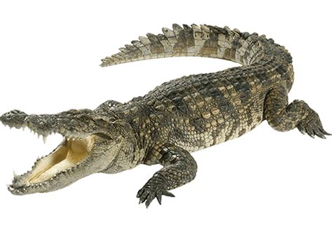 Which animals are as old as dinosaurs?